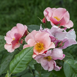 Oranžno - roza - Park - grm vrtnice